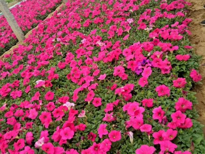 牽?；ǖ纳L環(huán)境