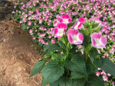 不同種類花卉對肥料的需求有哪些差異？