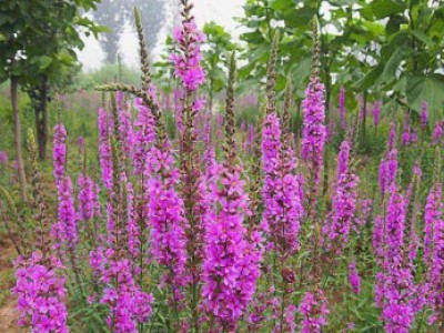 花卉苗木養(yǎng)護管理主要有幾方面？