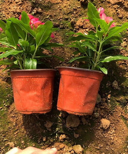 長(zhǎng)春花 天天開